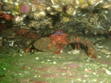 Farnes 022.jpg